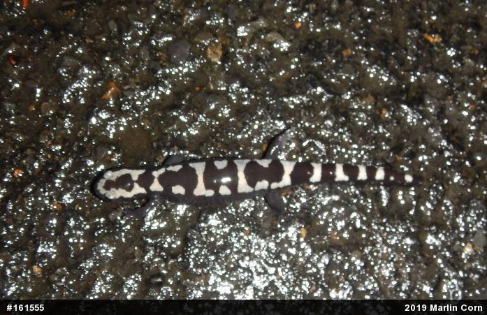 Marbled Salamander
