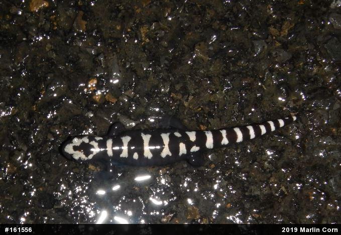 Marbled Salamander