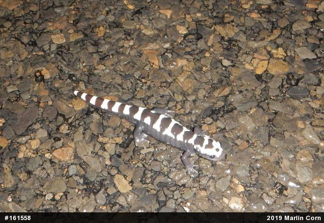 Marbled Salamander