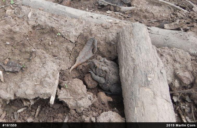 Eastern American Toad