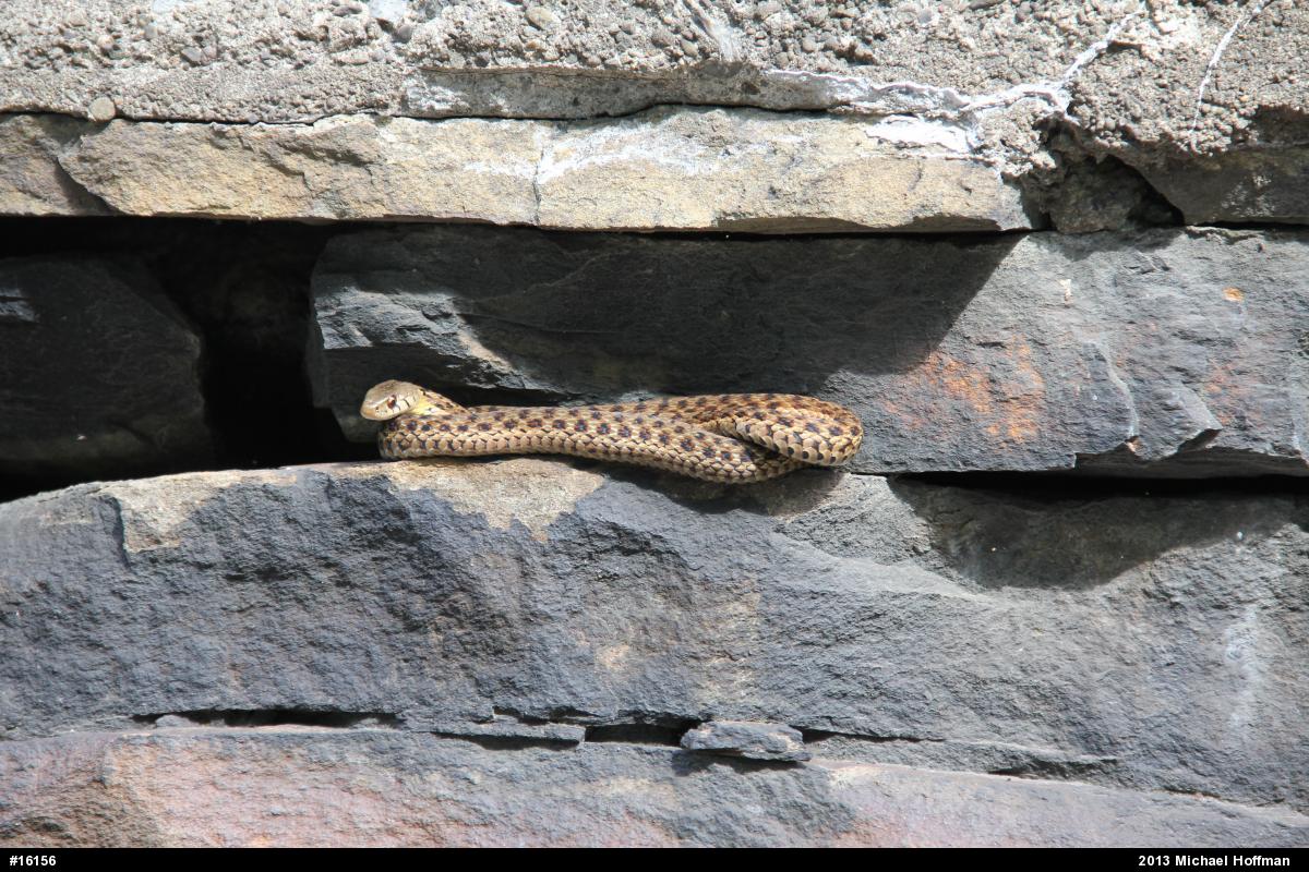 Eastern Gartersnake