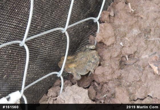Eastern American Toad
