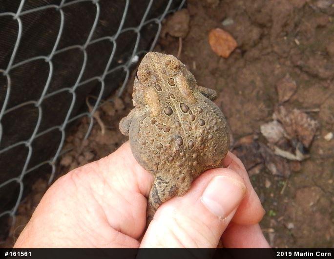 Eastern American Toad