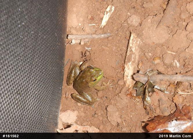 American Bullfrog