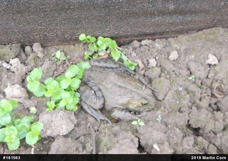 American Bullfrog