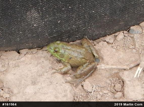 American Bullfrog