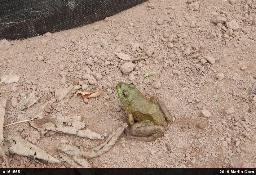 American Bullfrog