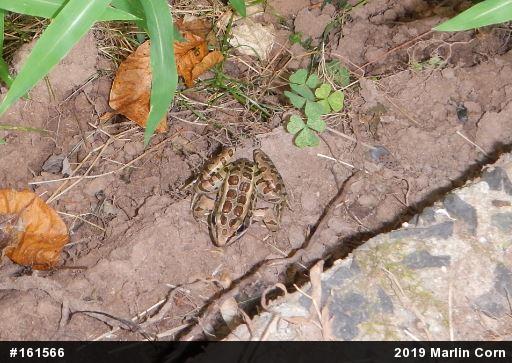 Pickerel Frog