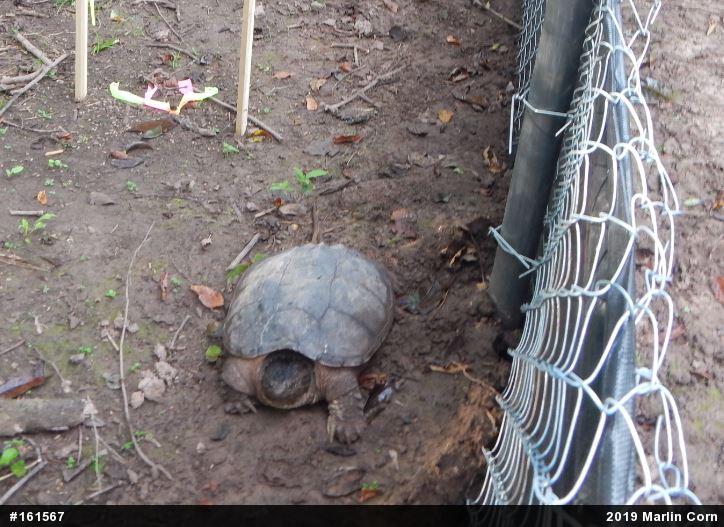 Snapping Turtle