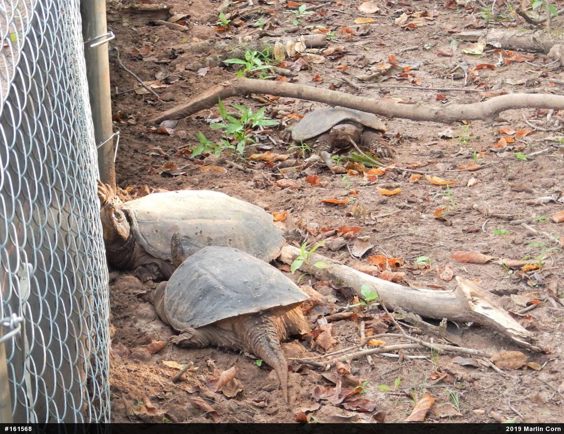 Snapping Turtle