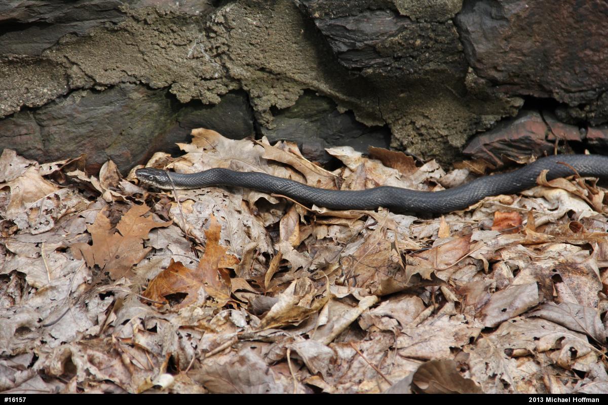 Eastern Ratsnake