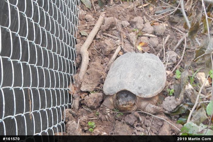 Snapping Turtle