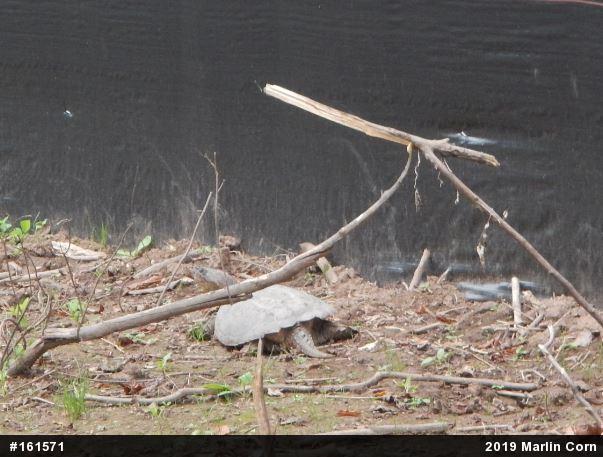 Snapping Turtle
