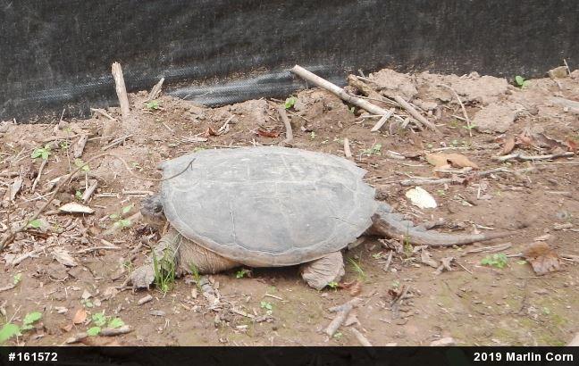 Snapping Turtle
