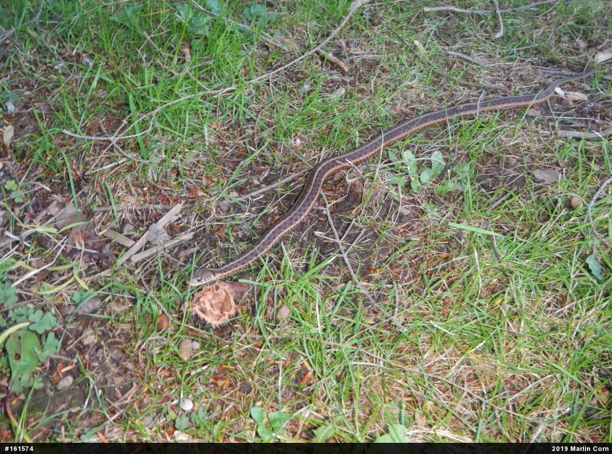 Eastern Gartersnake