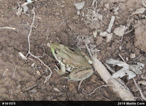 Green Frog