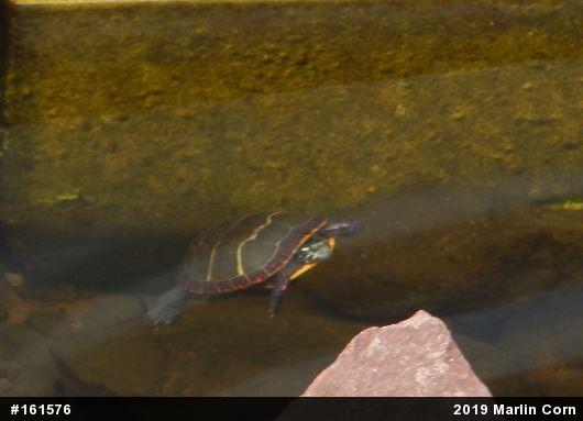 Eastern Painted Turtle