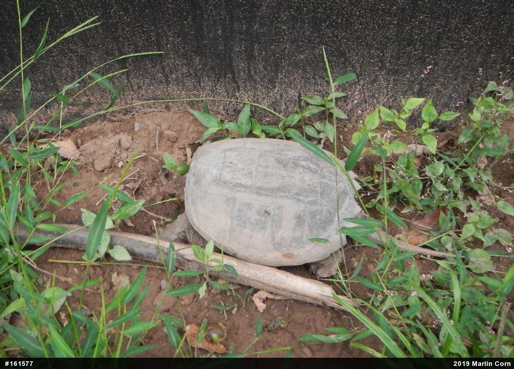 Snapping Turtle
