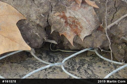 Eastern Gartersnake