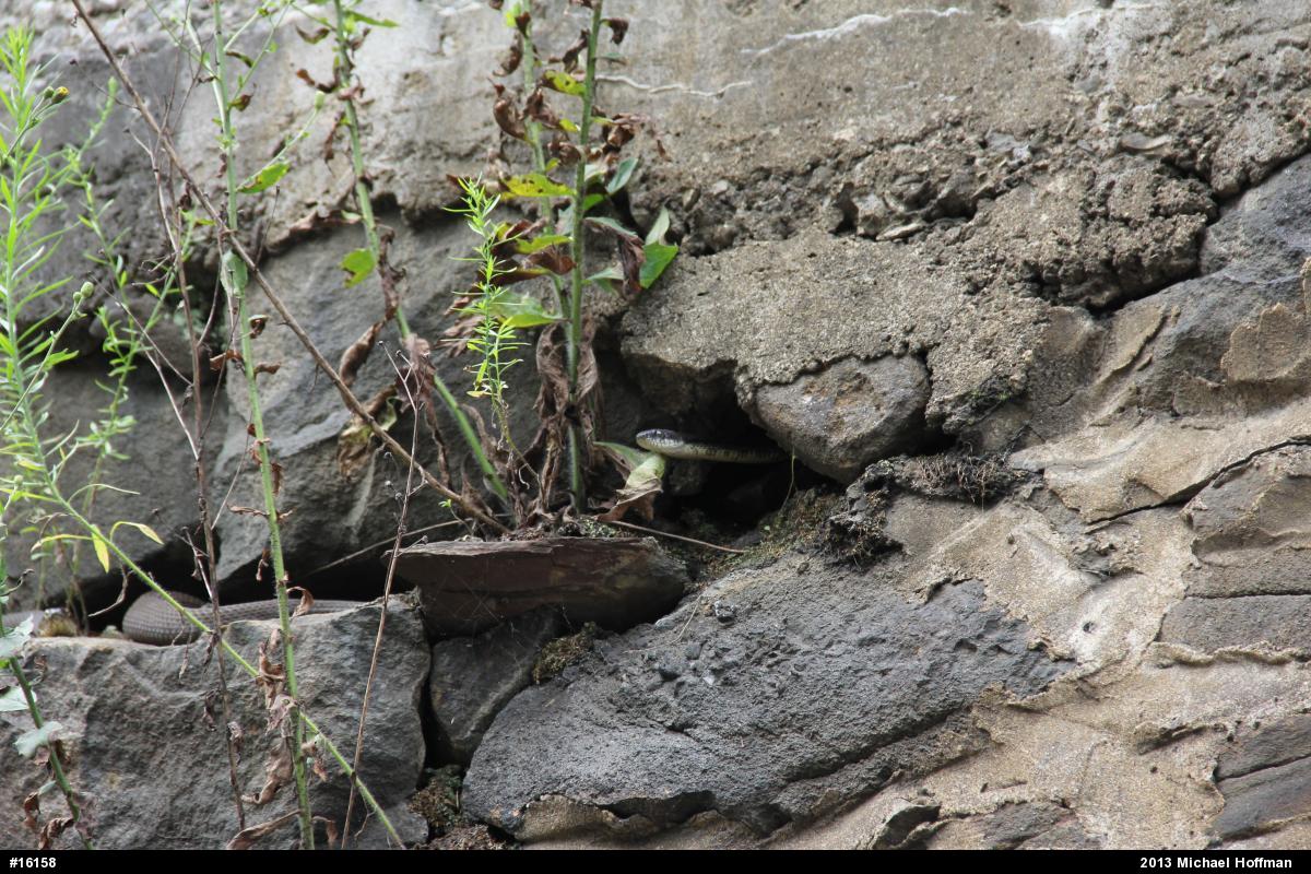 Eastern Ratsnake