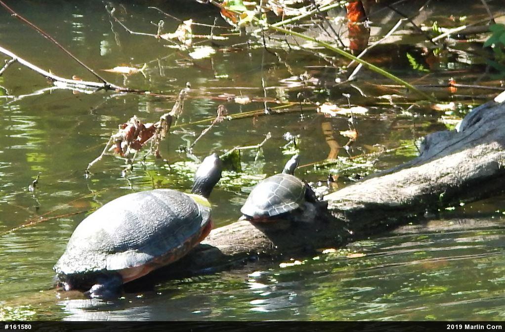 Eastern Painted Turtle