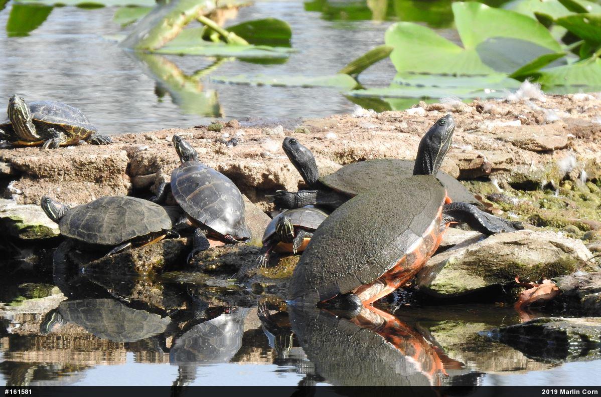 Eastern Painted Turtle