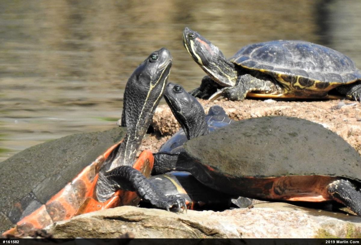 Red-eared Slider