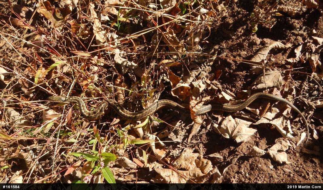 Eastern Gartersnake