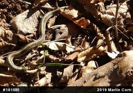Eastern Gartersnake