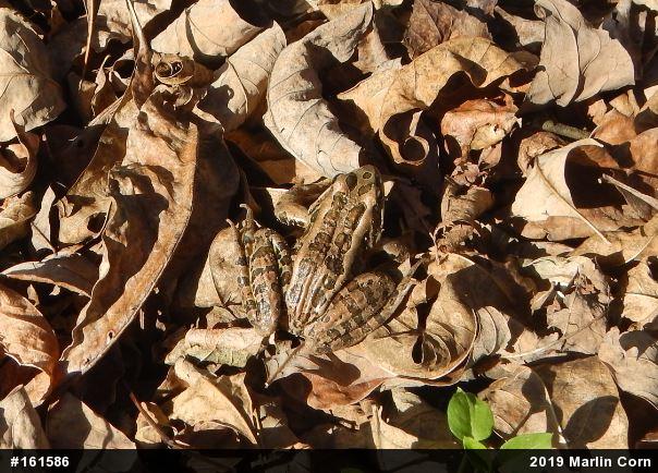 Pickerel Frog