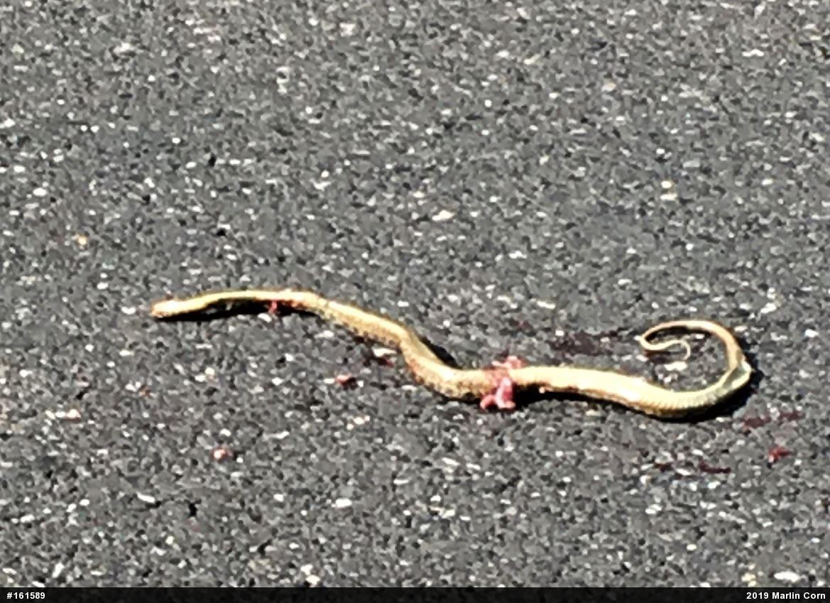 Eastern Gartersnake