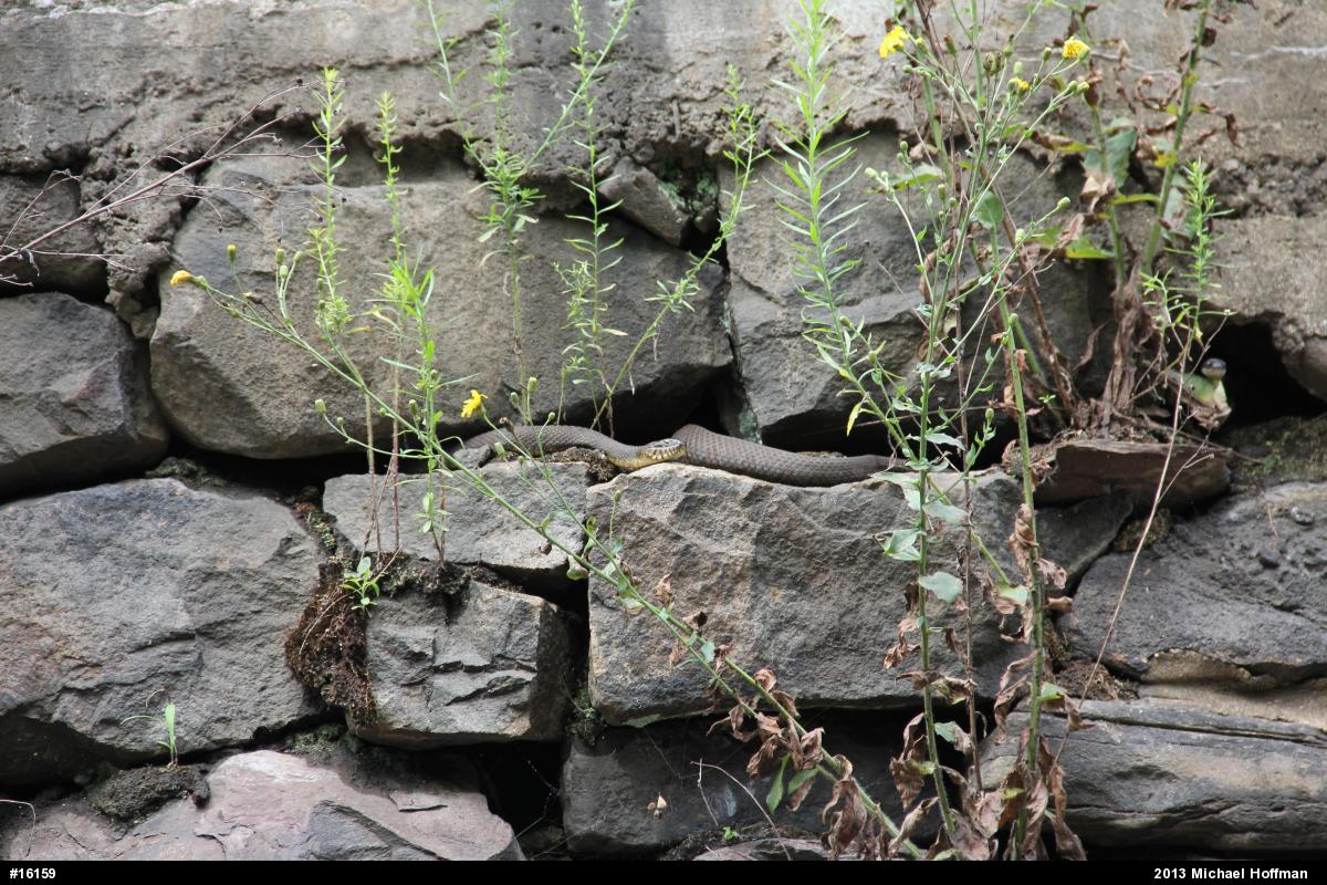Northern Watersnake
