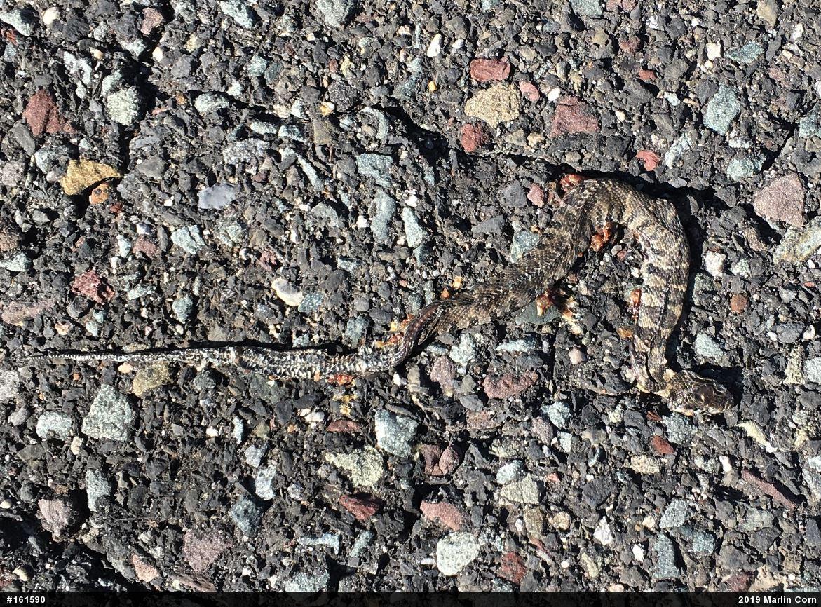 Northern Watersnake