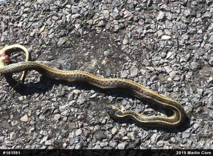 Eastern Gartersnake