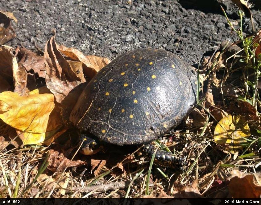 Spotted Turtle