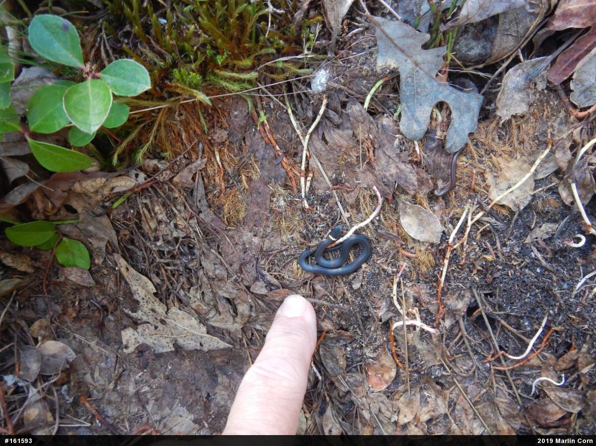 Northern Ring-necked Snake