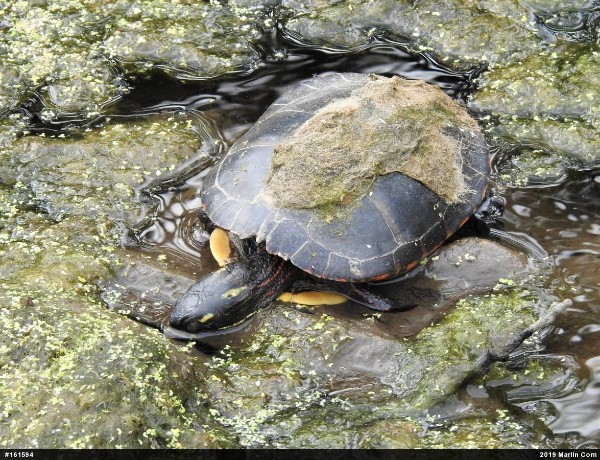 Painted Turtle