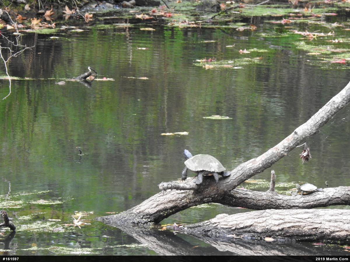 Red-eared Slider