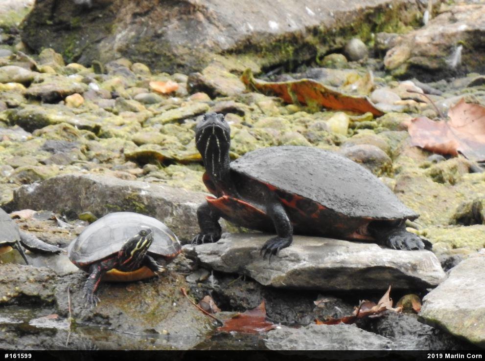 Painted Turtle