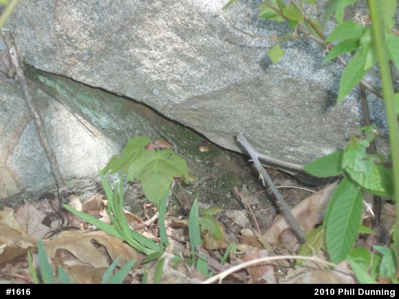 Timber Rattlesnake