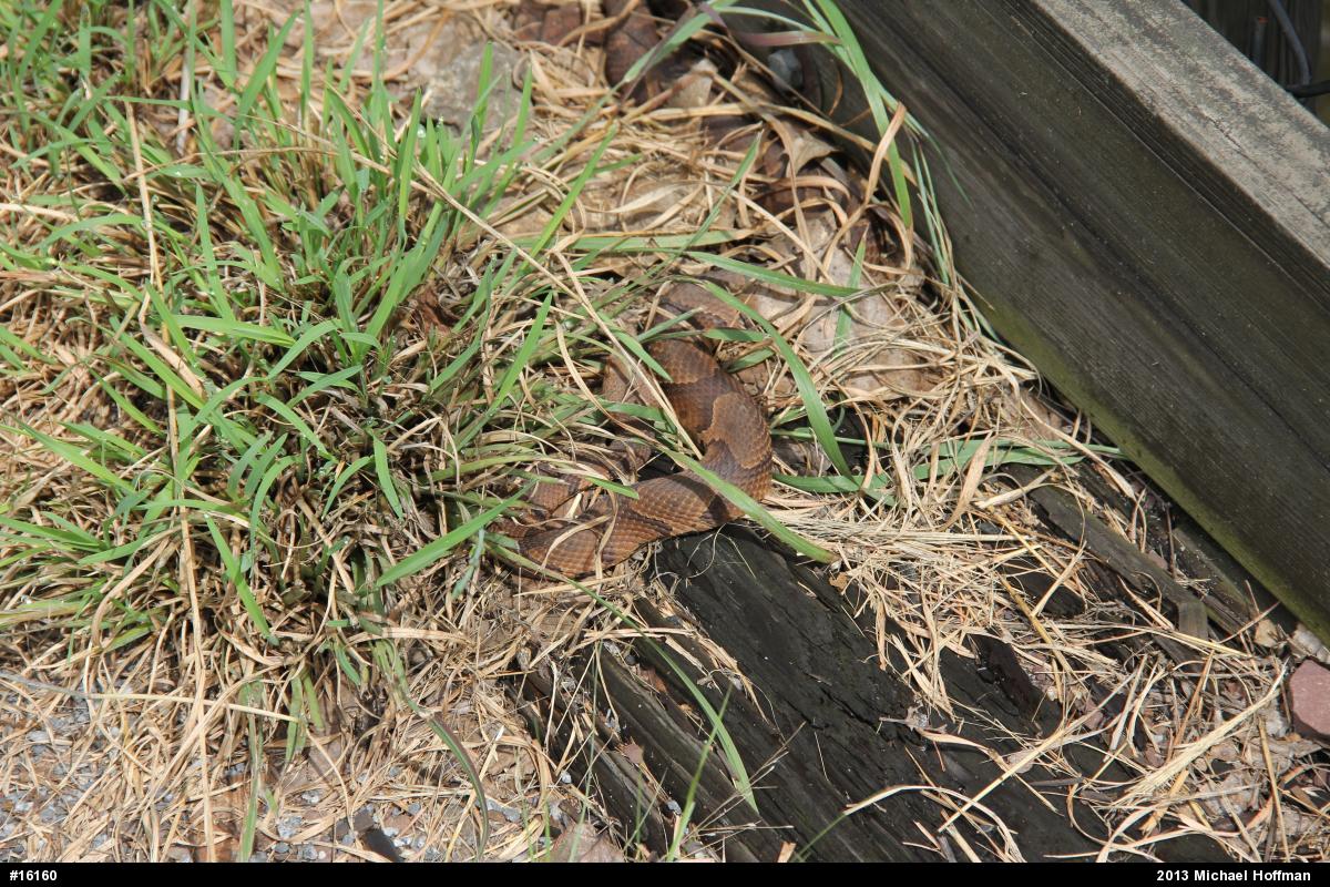 Northern Copperhead