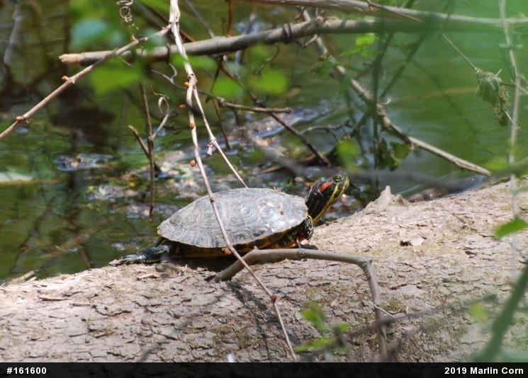 Red-eared Slider