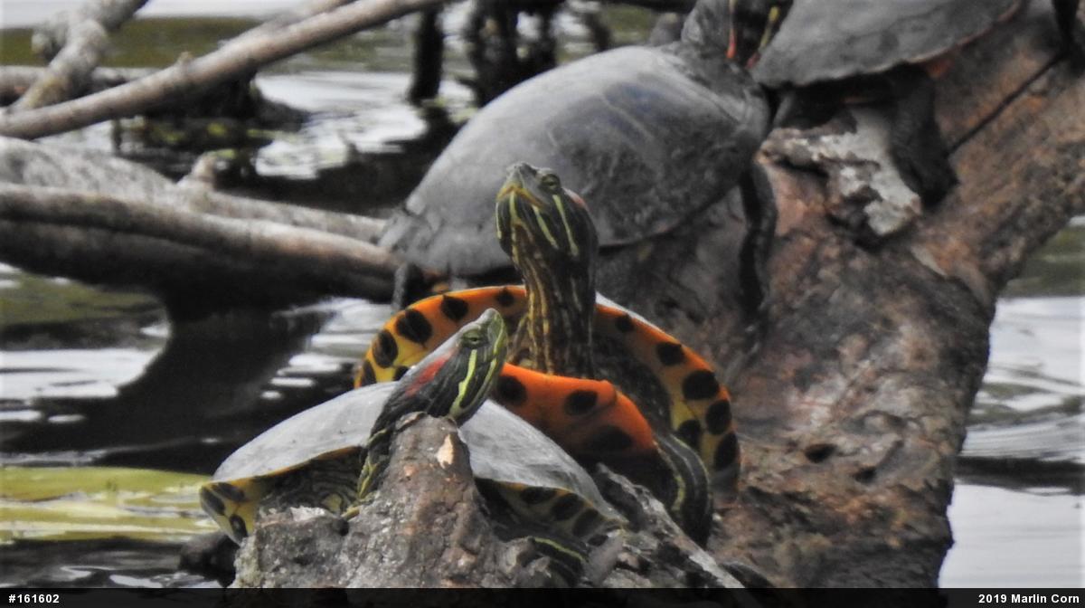 Red-eared Slider