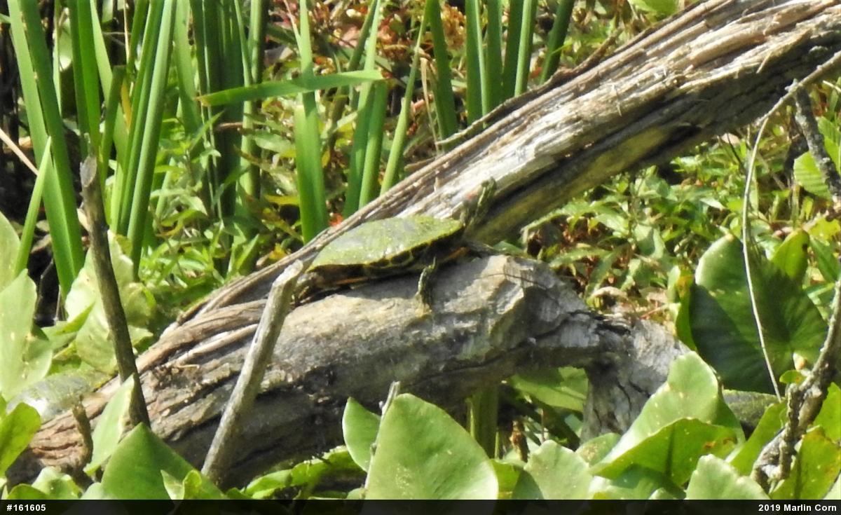 Red-eared Slider