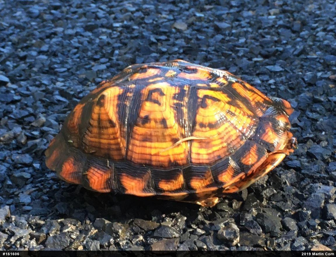 Eastern Box Turtle