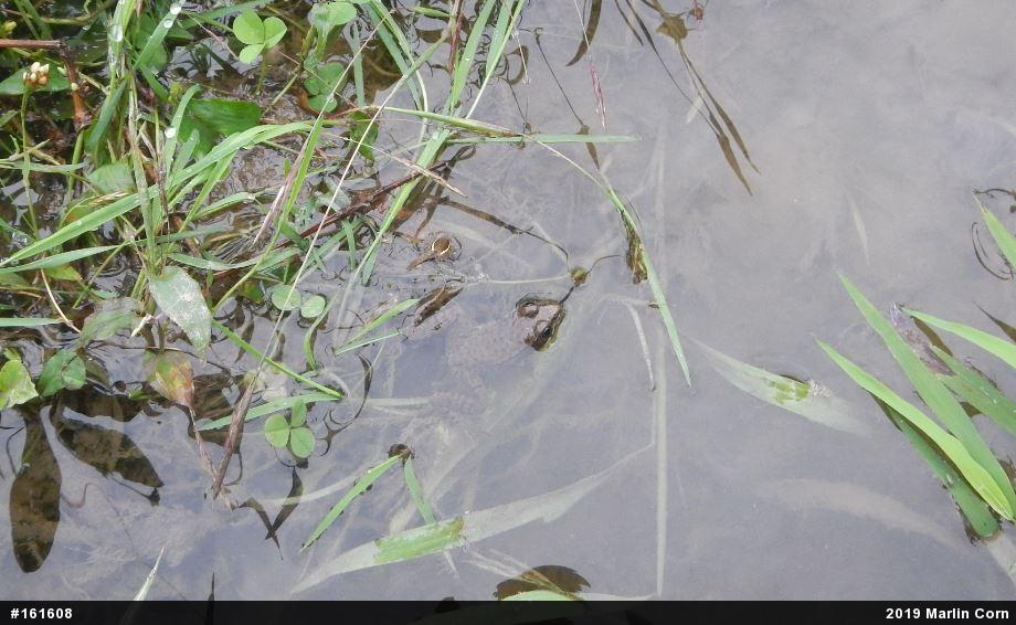Green Frog
