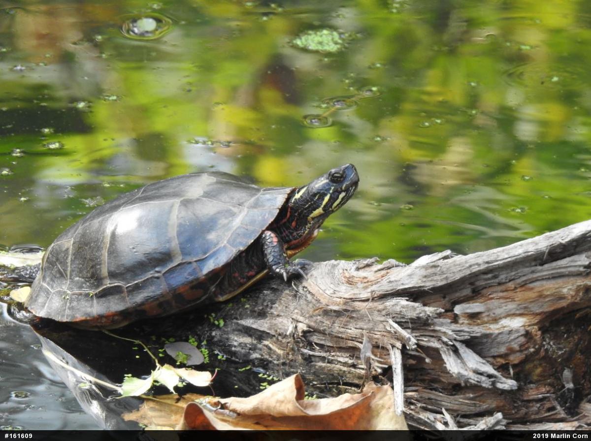 Eastern Painted Turtle