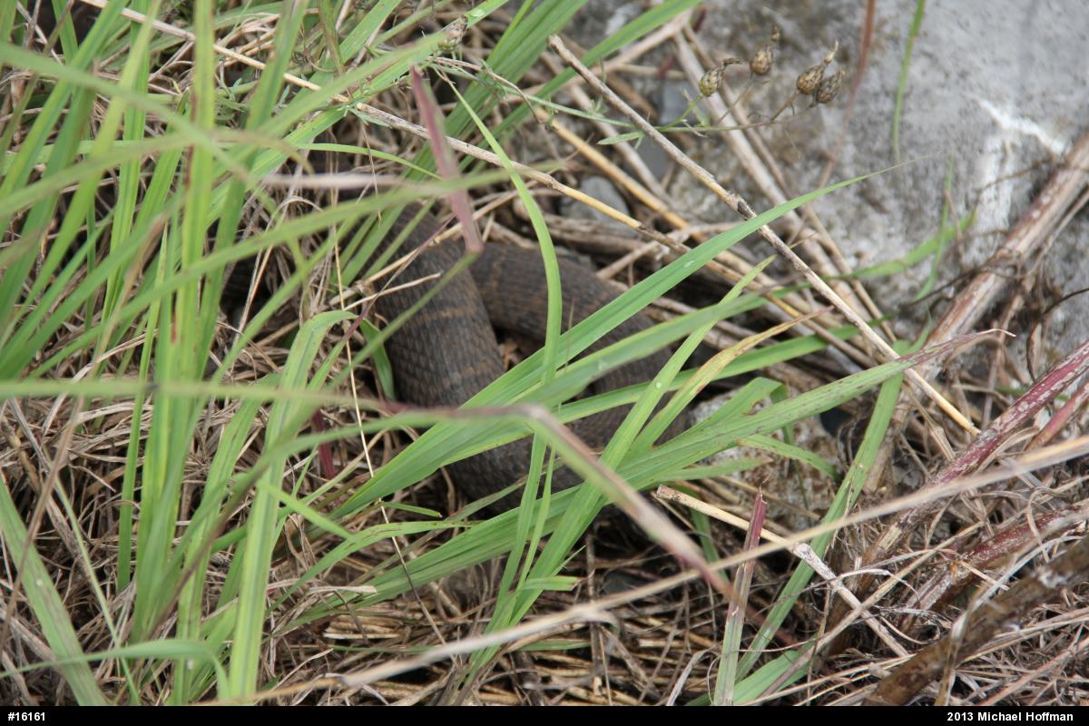 Northern Watersnake
