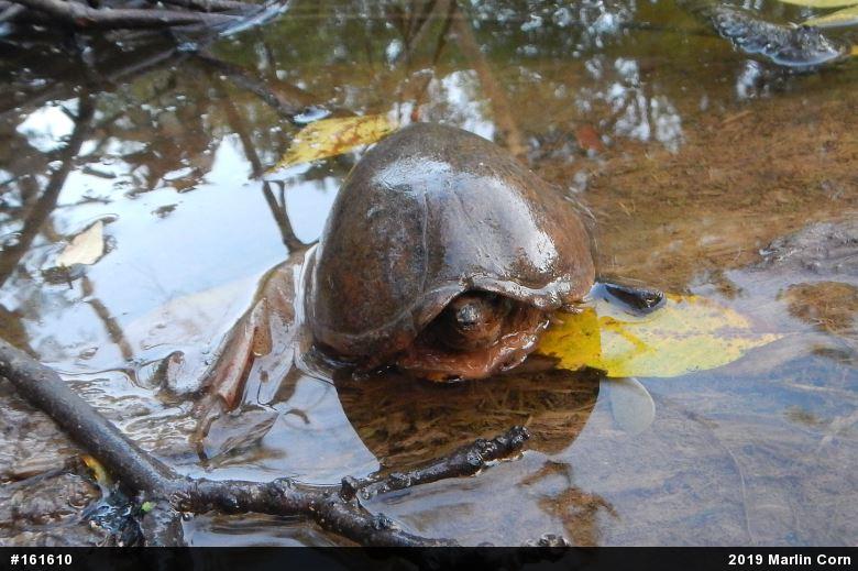 Eastern Musk Turtle