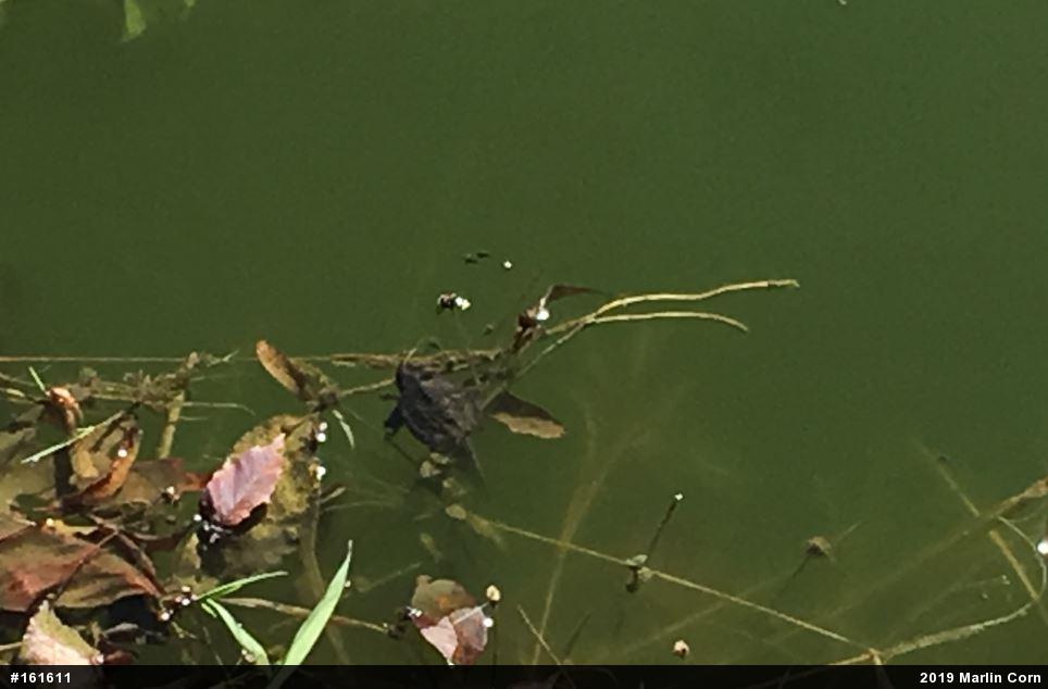 Snapping Turtle